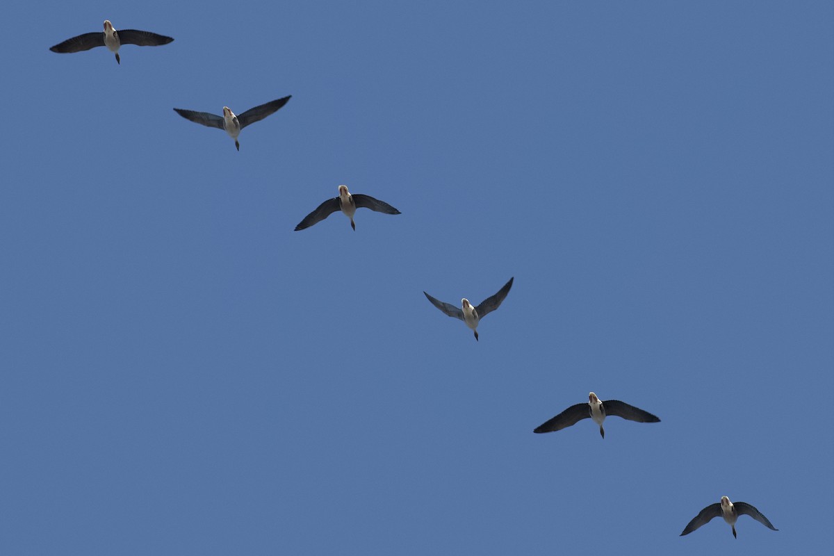 Pink-footed Goose - Bruce Kerr