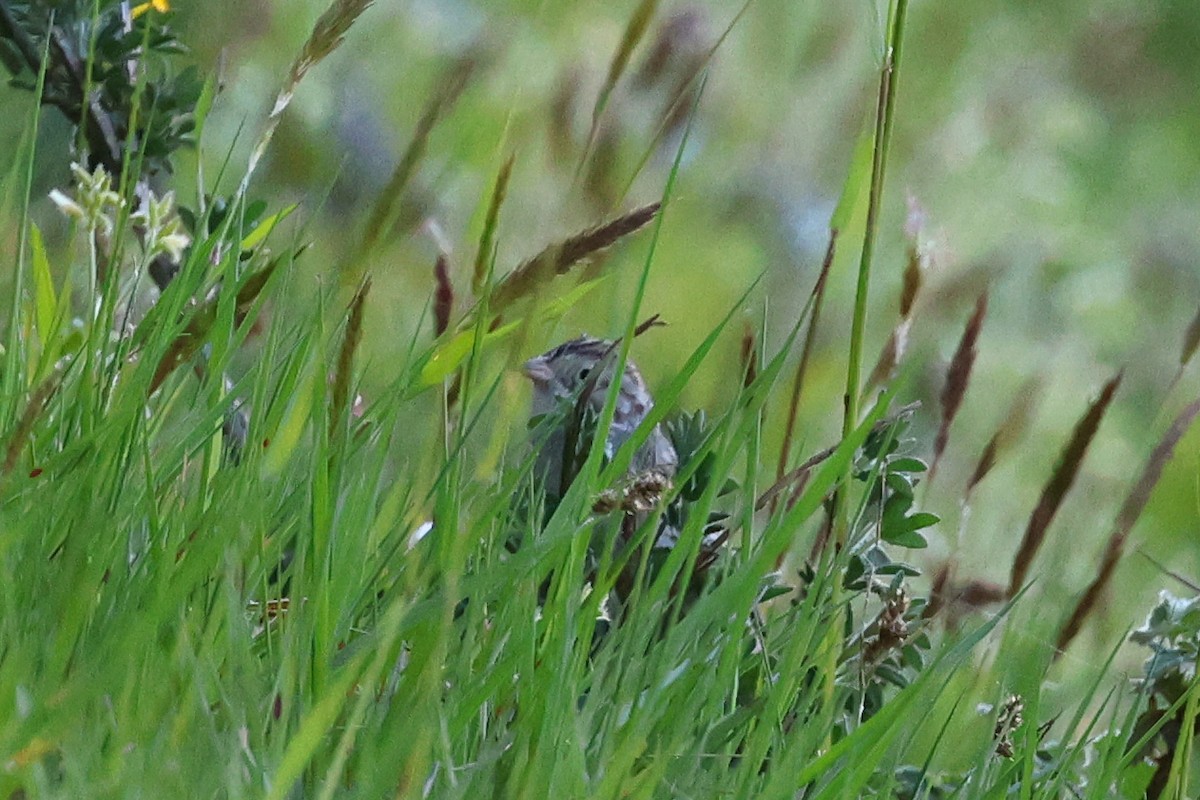 Brewer's Sparrow - ML617648965