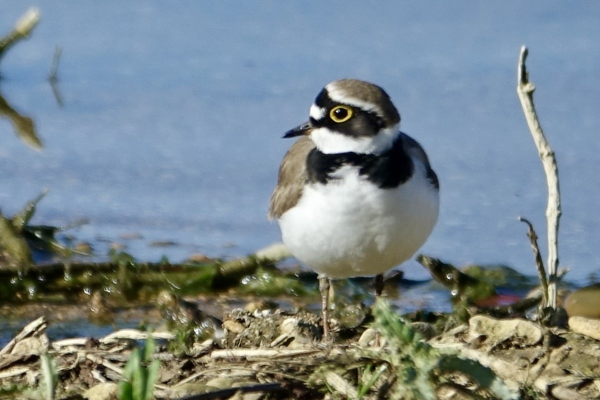 Little Ringed Plover - ML617648968