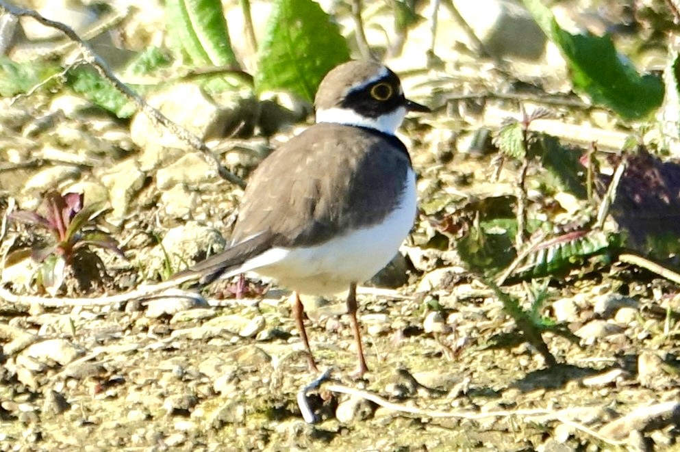 Little Ringed Plover - ML617648969