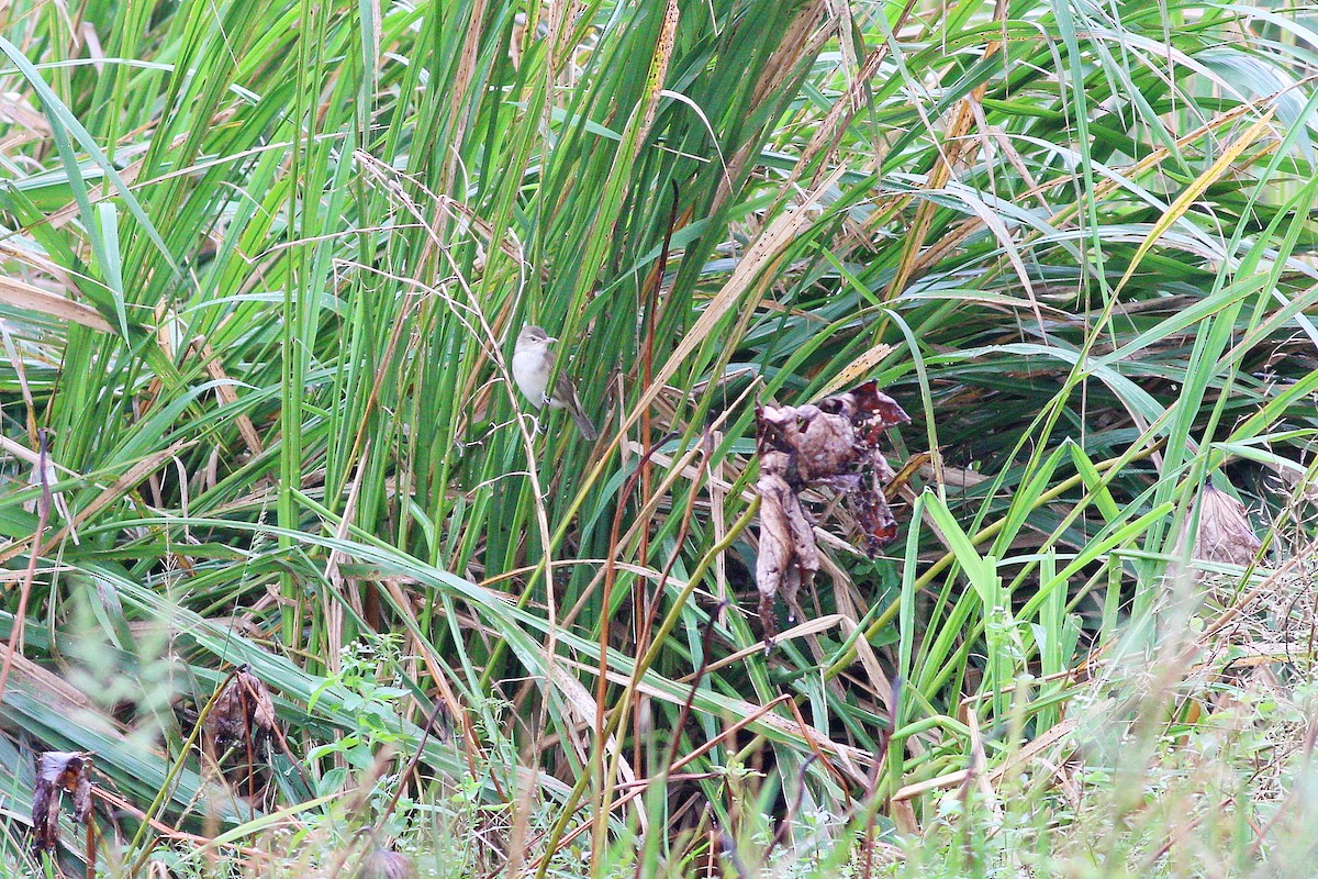 Дорнын охил бялзуухай - ML617648982