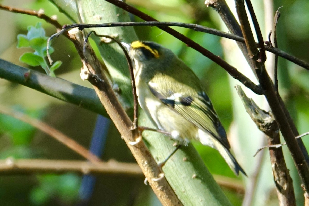 Goldcrest - ML617648985