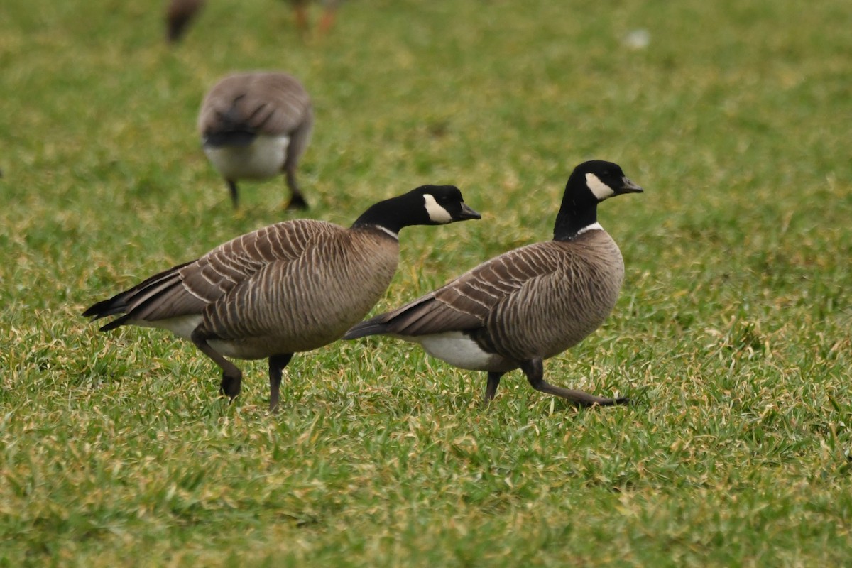 Cackling Goose - Hayato Ishibashi