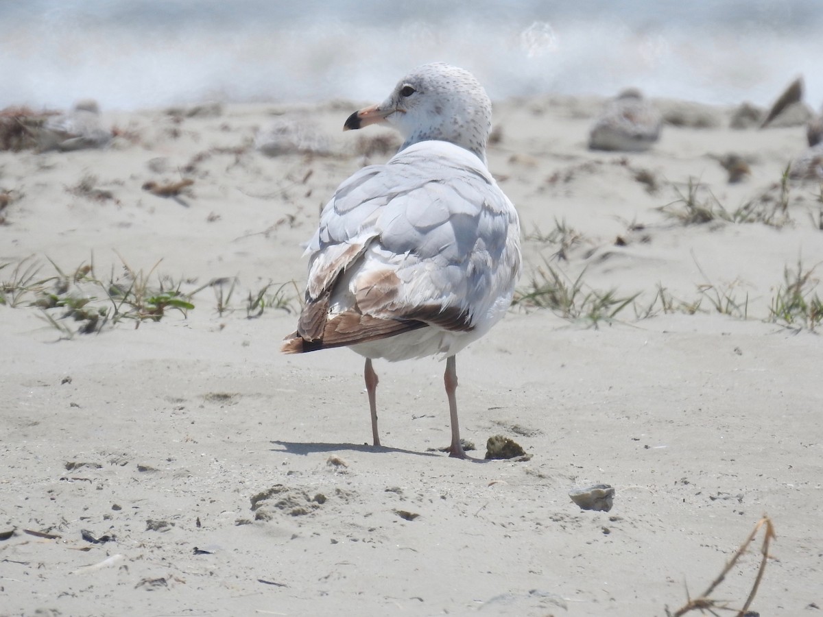 Ring-billed Gull - Wendi Leonard