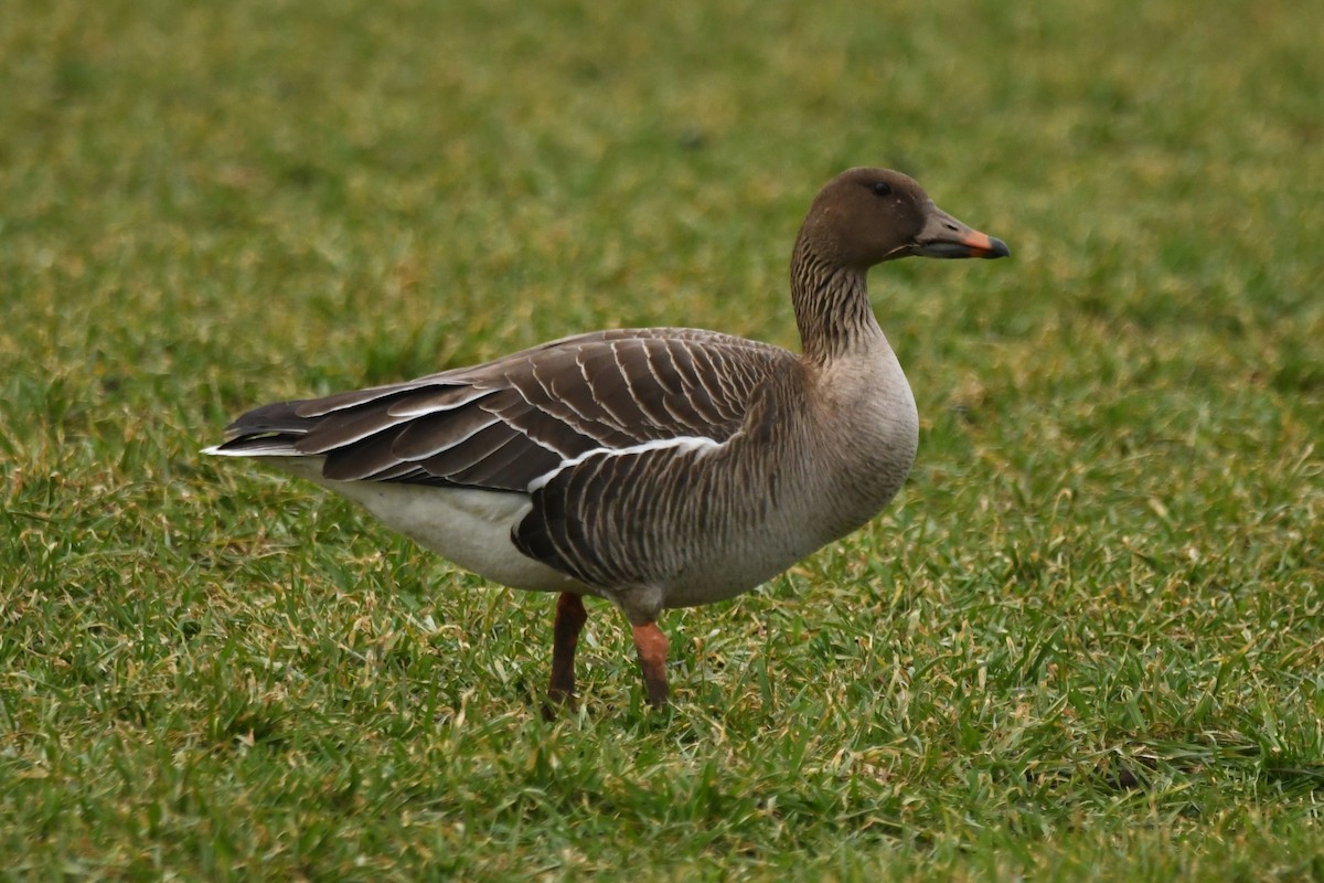 Tundra Bean-Goose - Hayato Ishibashi