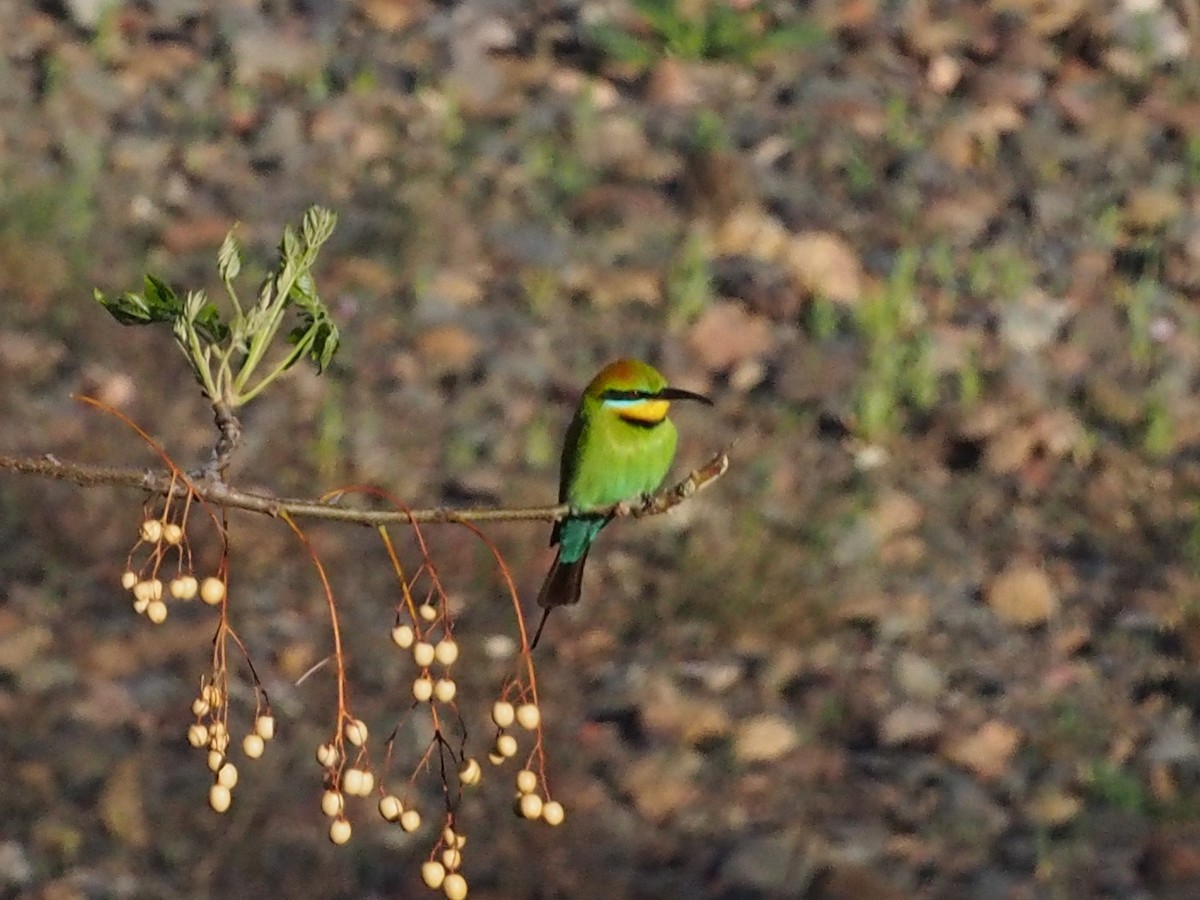 ハチクイ - ML617649099