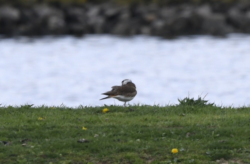 Killdeer - Randy Bodkins