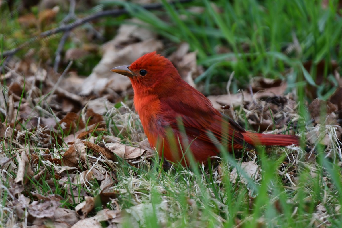 Summer Tanager - Sean Hatch