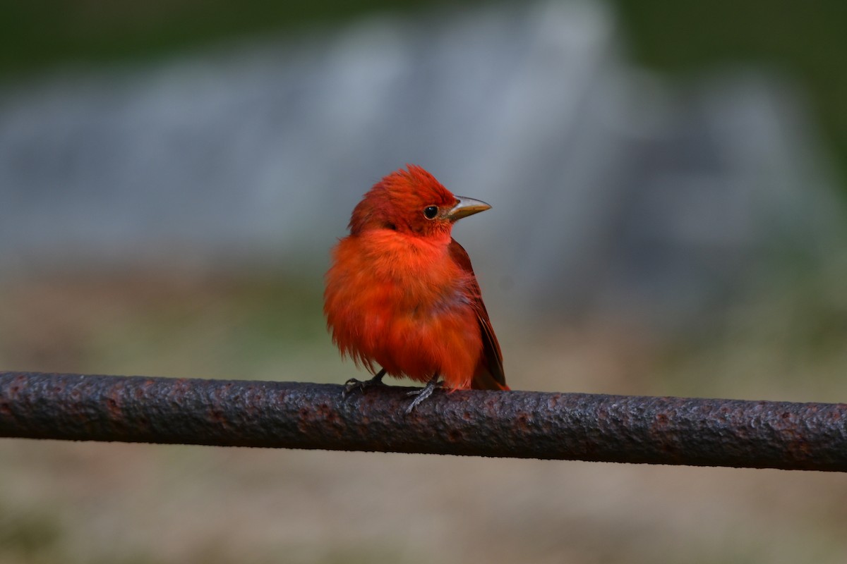 Summer Tanager - ML617649246