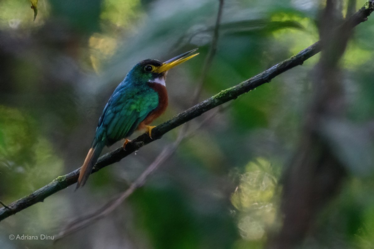 Yellow-billed Jacamar - ML617649256