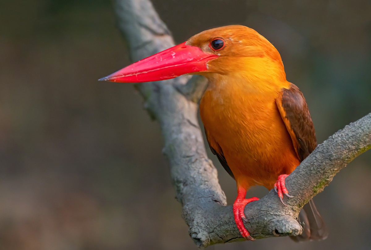 Brown-winged Kingfisher - ML617649259