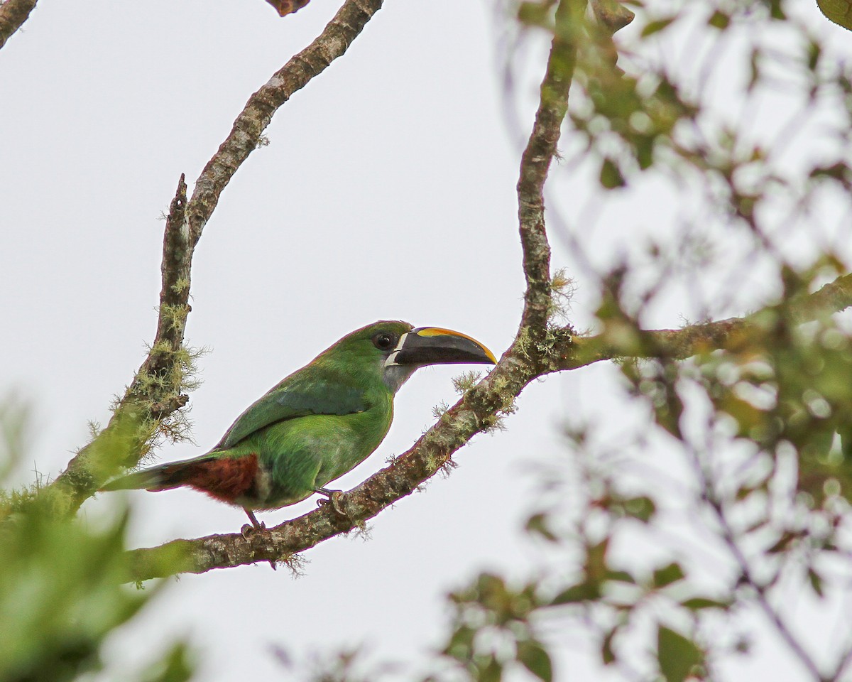 Tucanete Gorjiblanco (lautus) - ML617649300