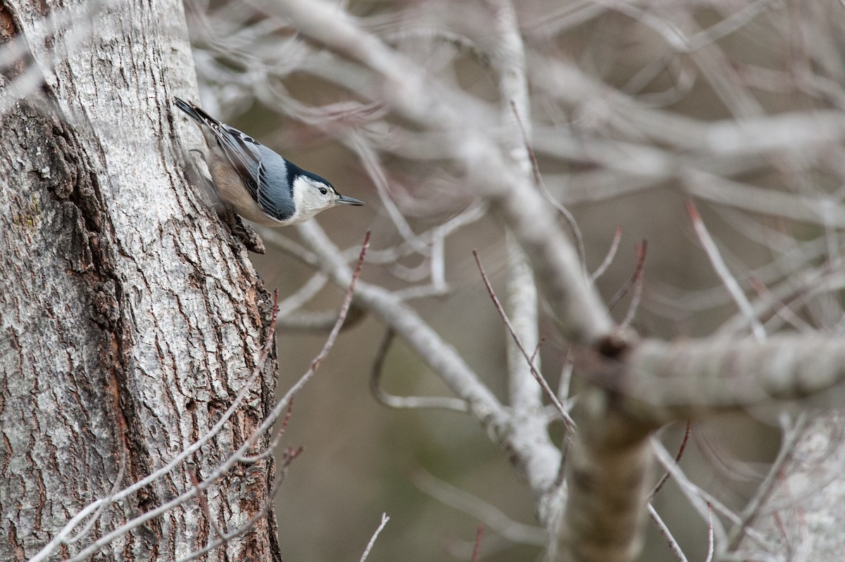 White-breasted Nuthatch - Taylor Long