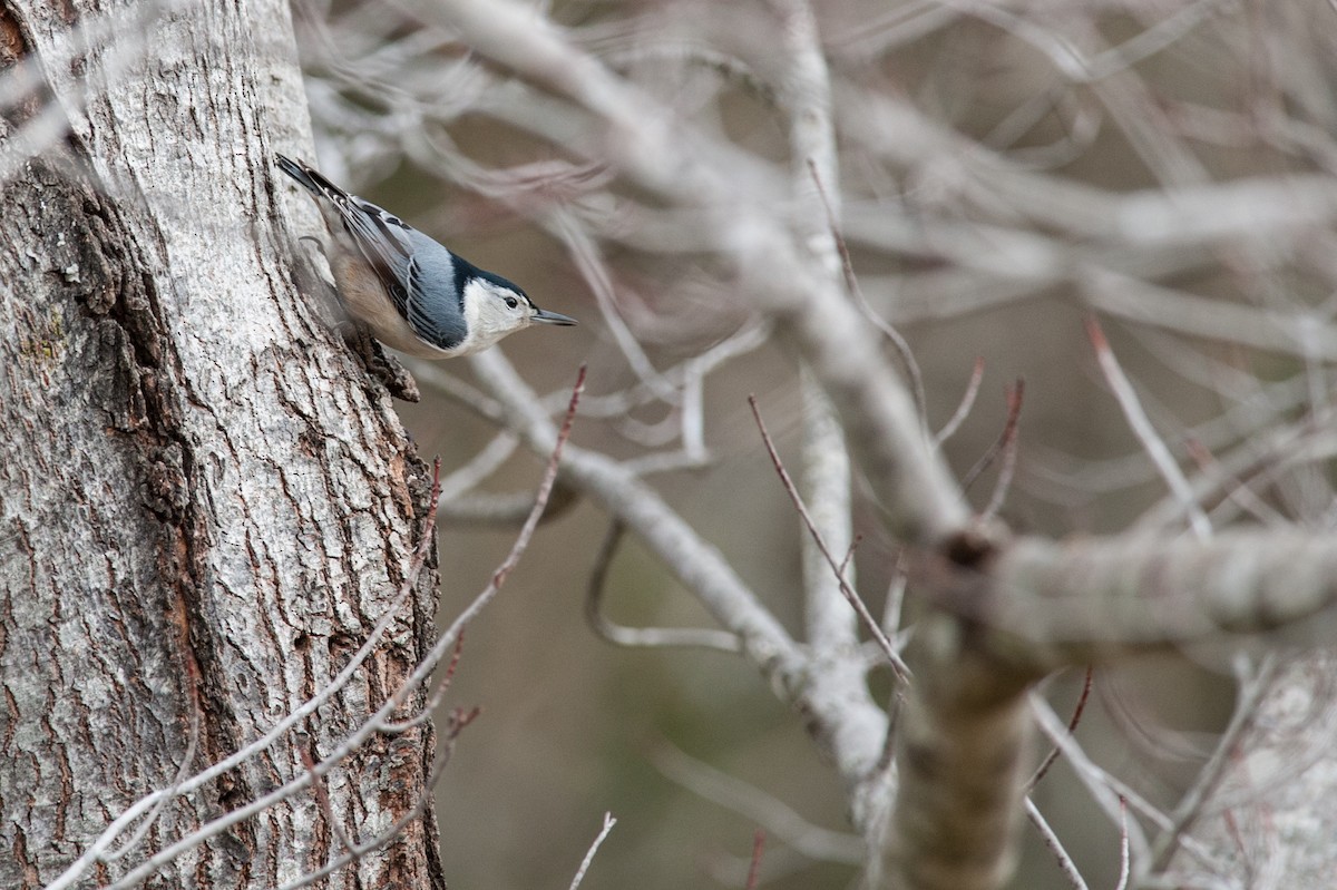 White-breasted Nuthatch - ML61764931