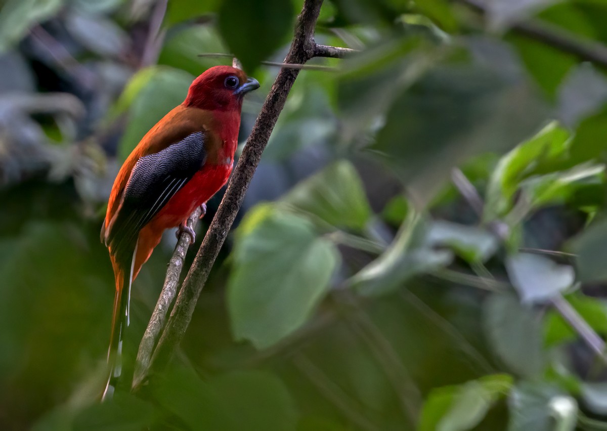 Trogon à tête rouge - ML617649323