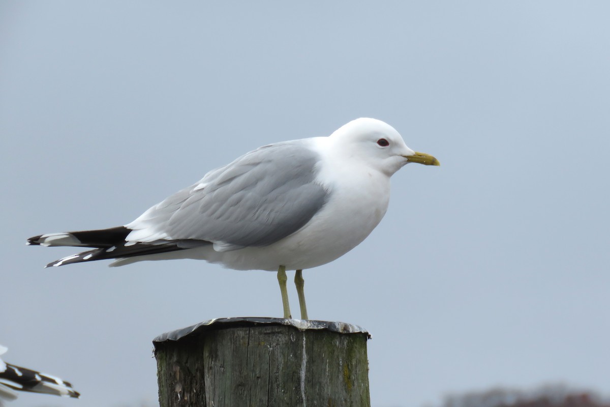 Common Gull (European) - ML617649403