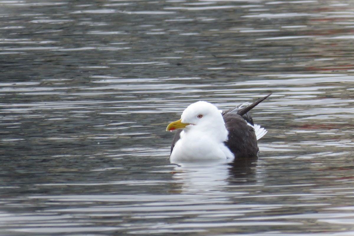 Lesser Black-backed Gull (fuscus) - ML617649408