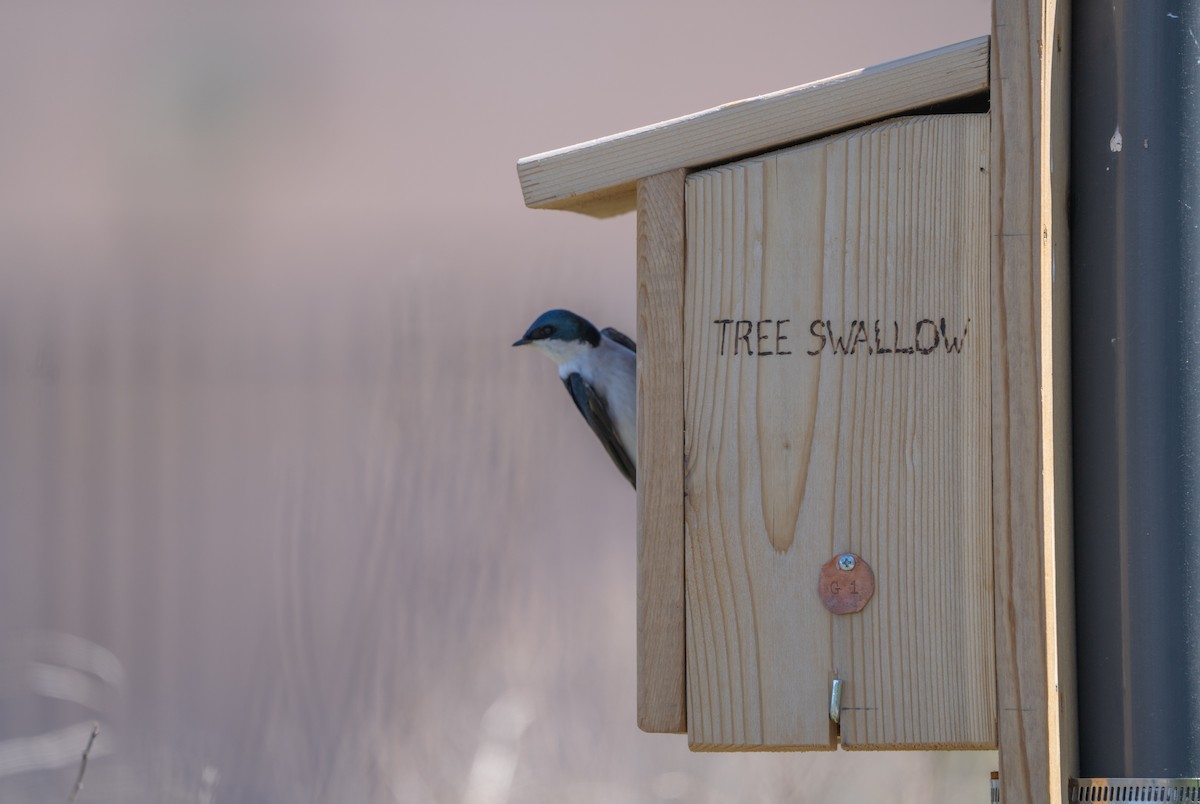 Tree Swallow - ML617649412