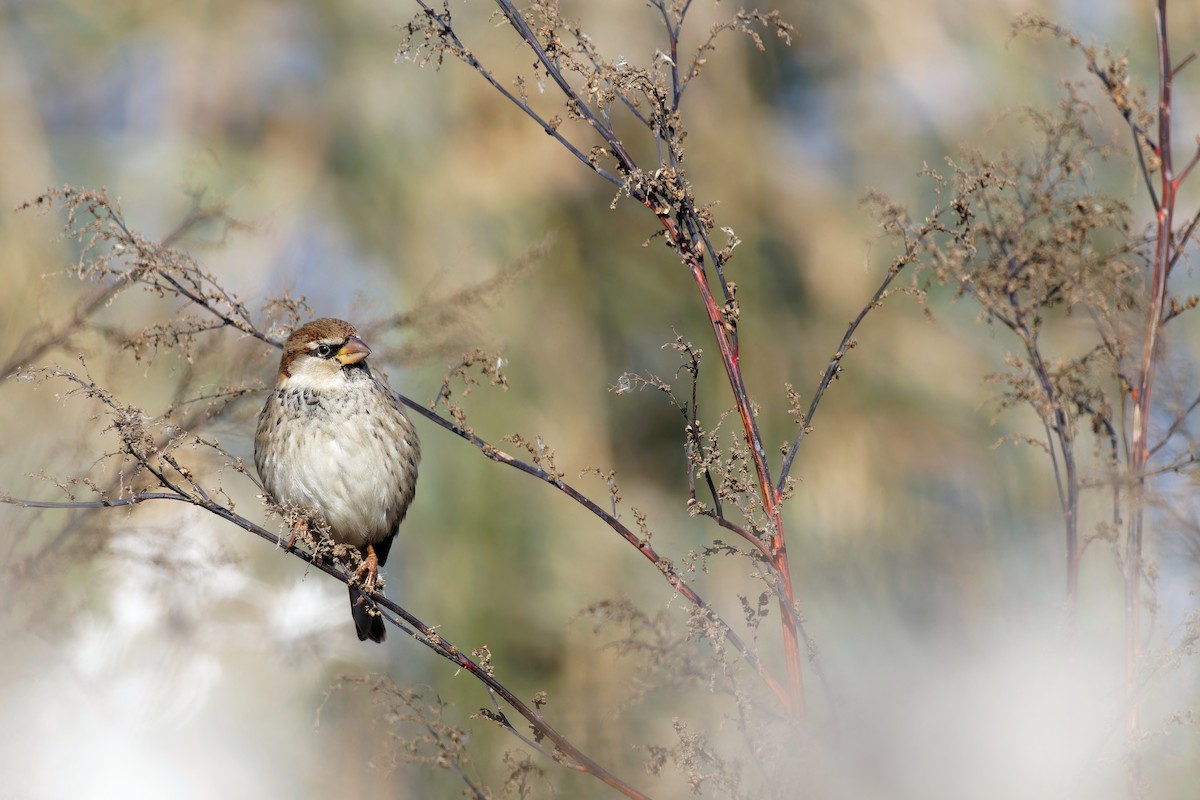 Moineau espagnol - ML617649454