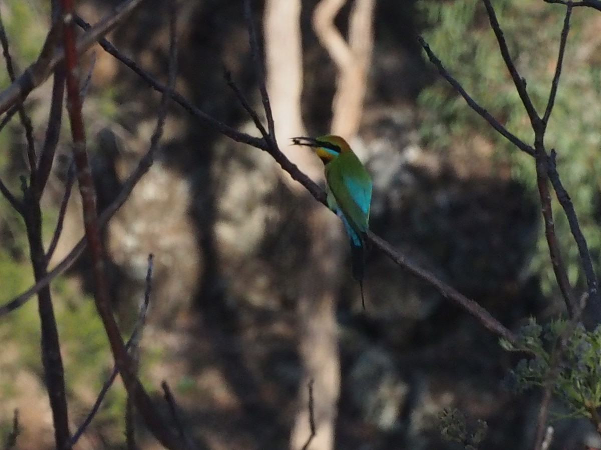 ハチクイ - ML617649491