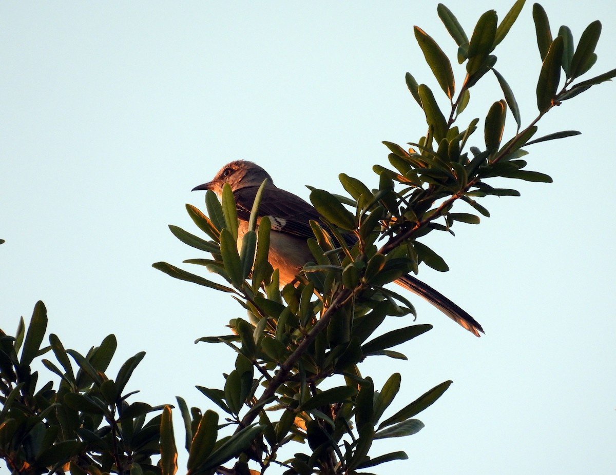 Northern Mockingbird - ML617649516