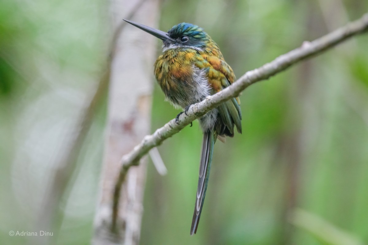 Bronzy Jacamar - ML617649523