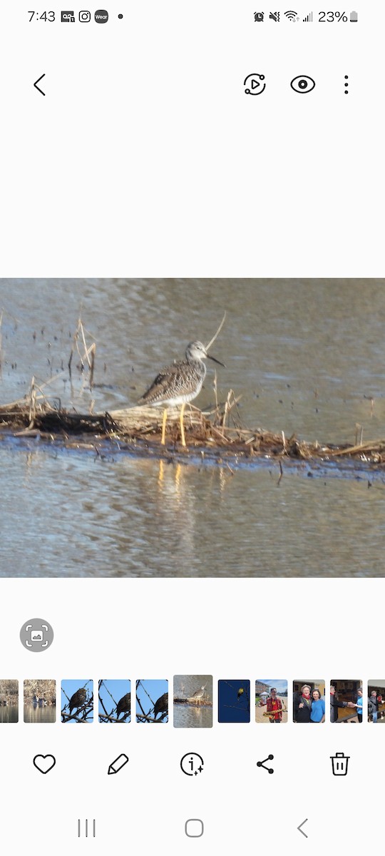 Greater Yellowlegs - ML617649524