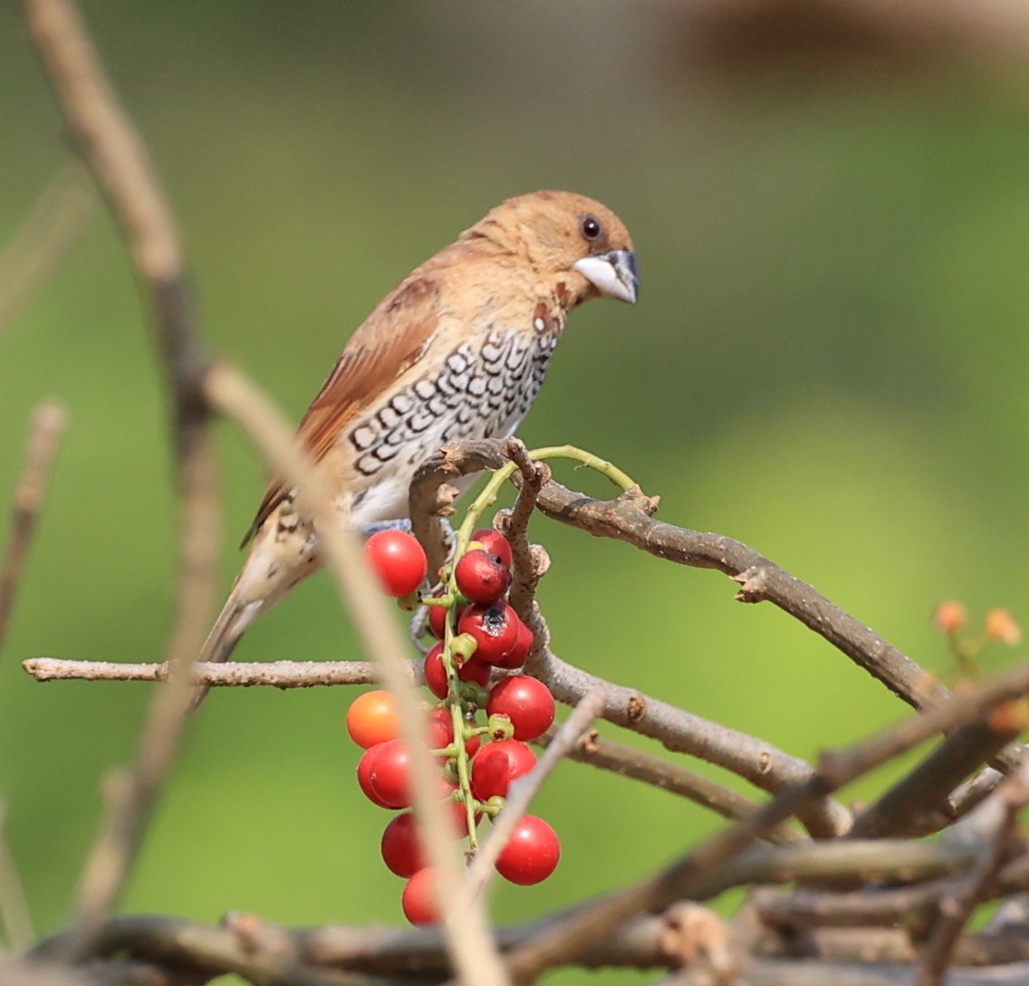 Scaly-breasted Munia - ML617649538