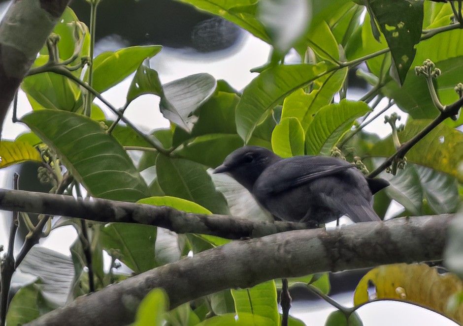 Black-winged Cuckooshrike - ML617649546