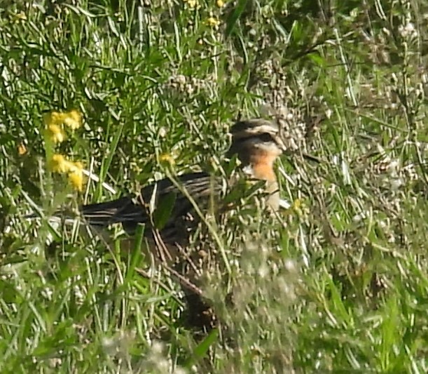 Tawny-throated Dotterel - Gustavo Ribeiro