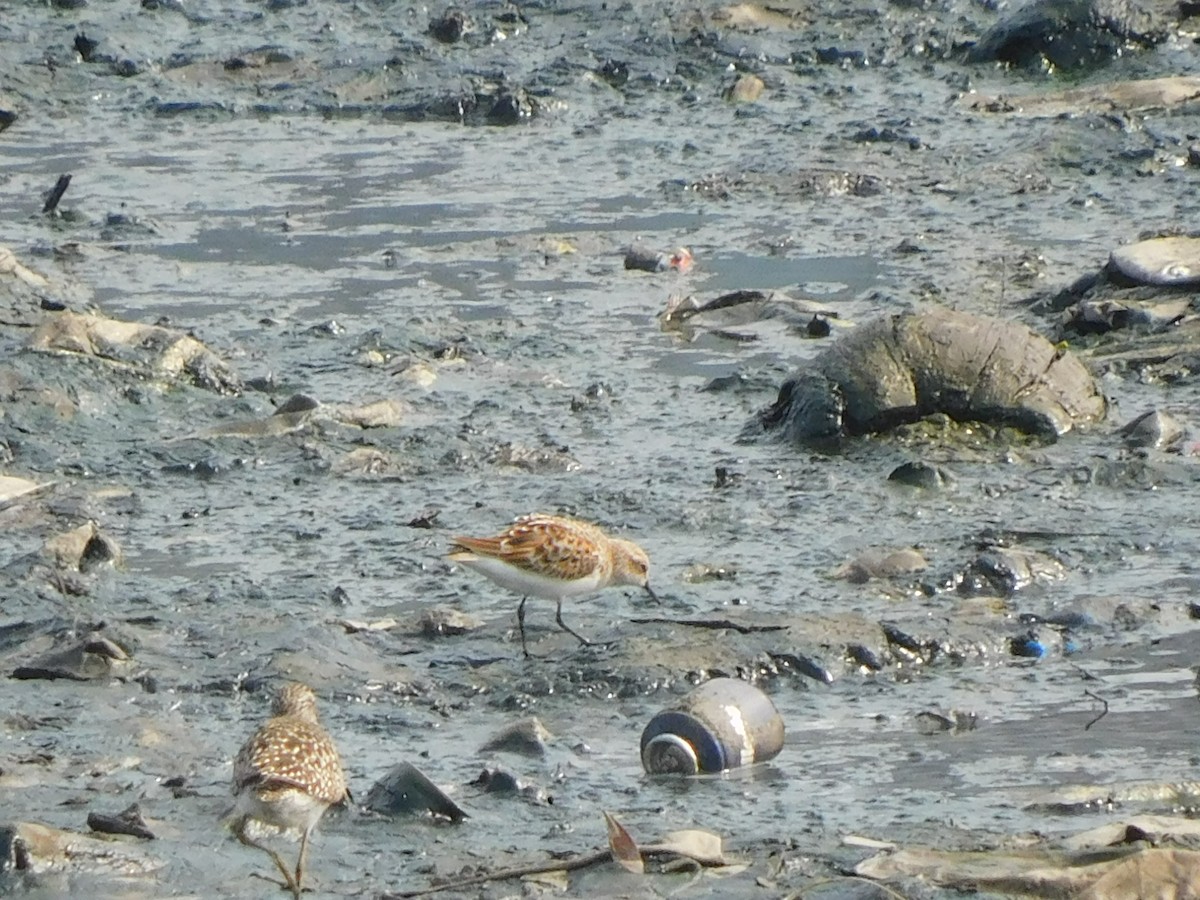 Little Stint - Sushant Pawar