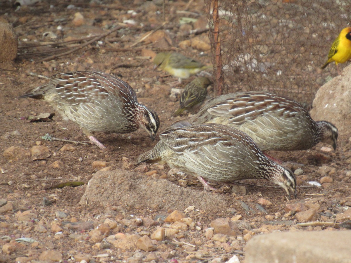 Crested Francolin - ML617649585