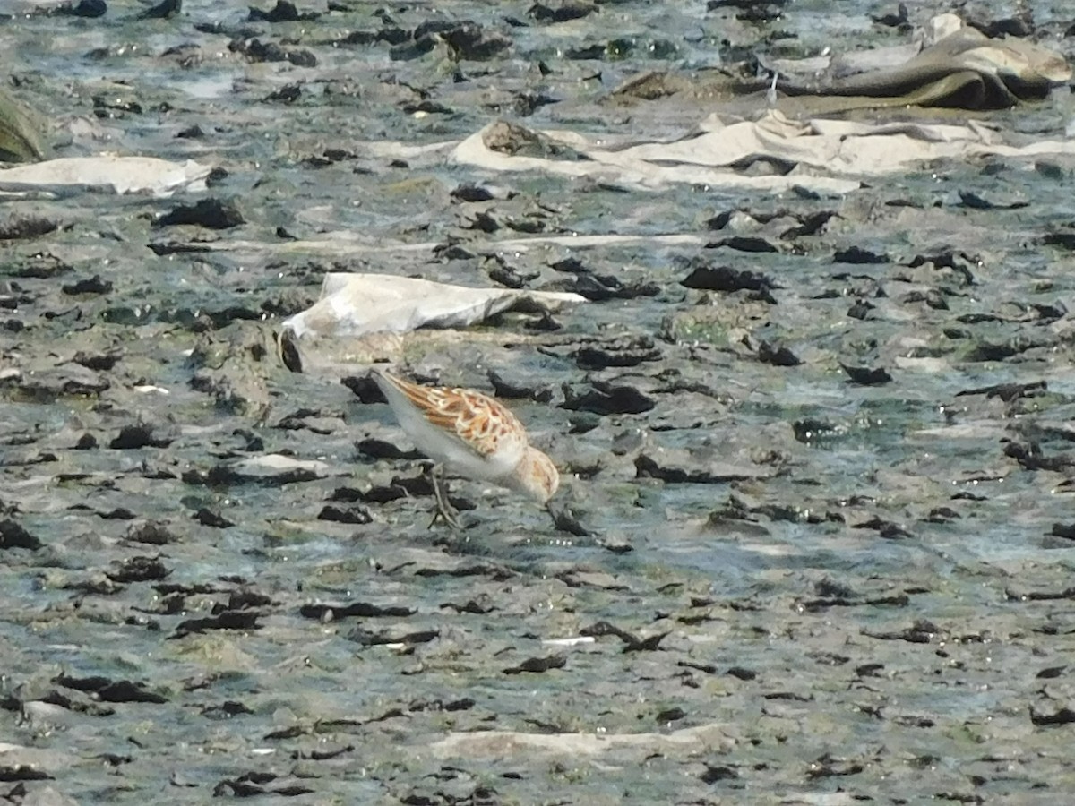 Little Stint - Sushant Pawar