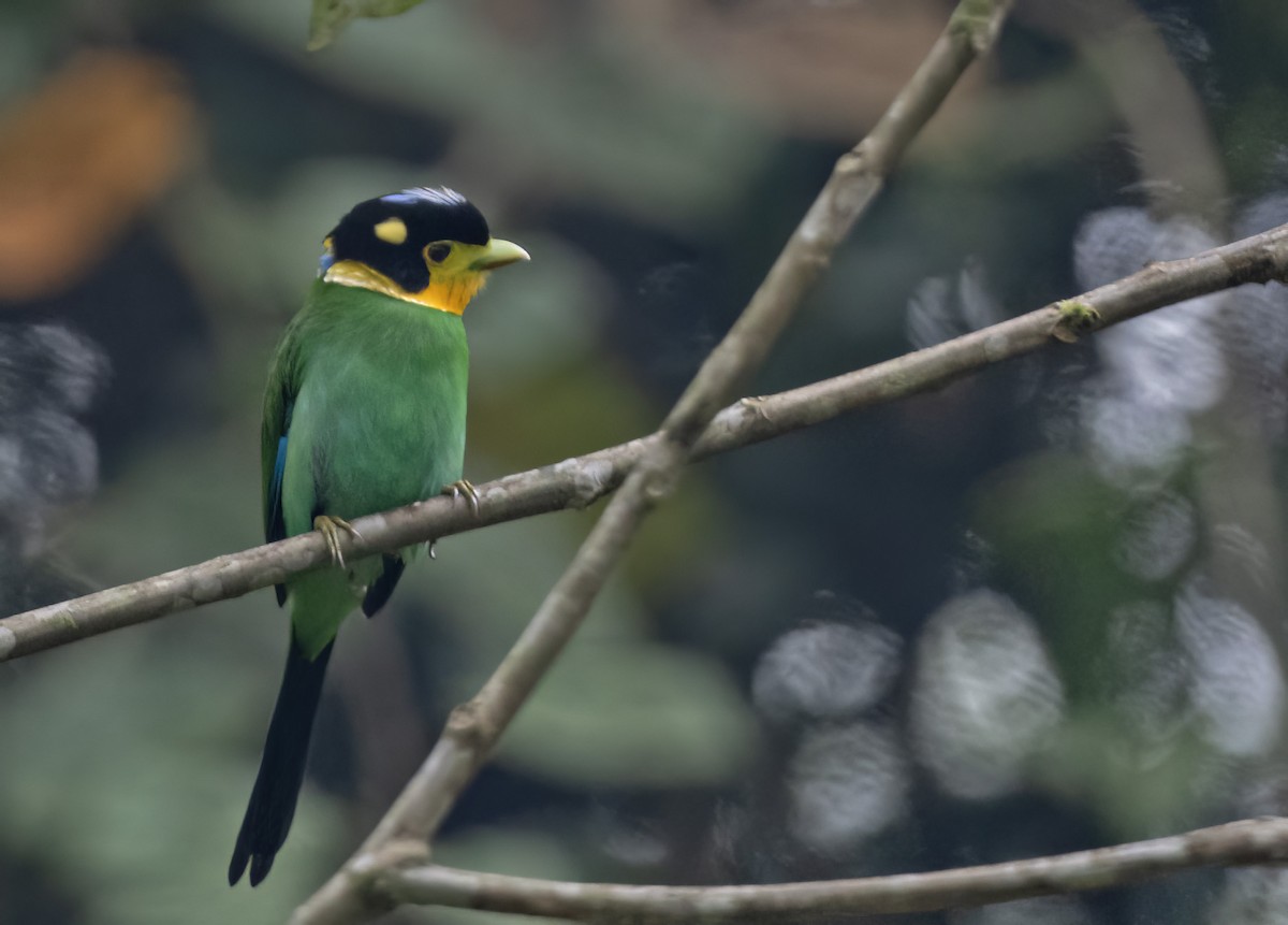 Long-tailed Broadbill - ML617649618