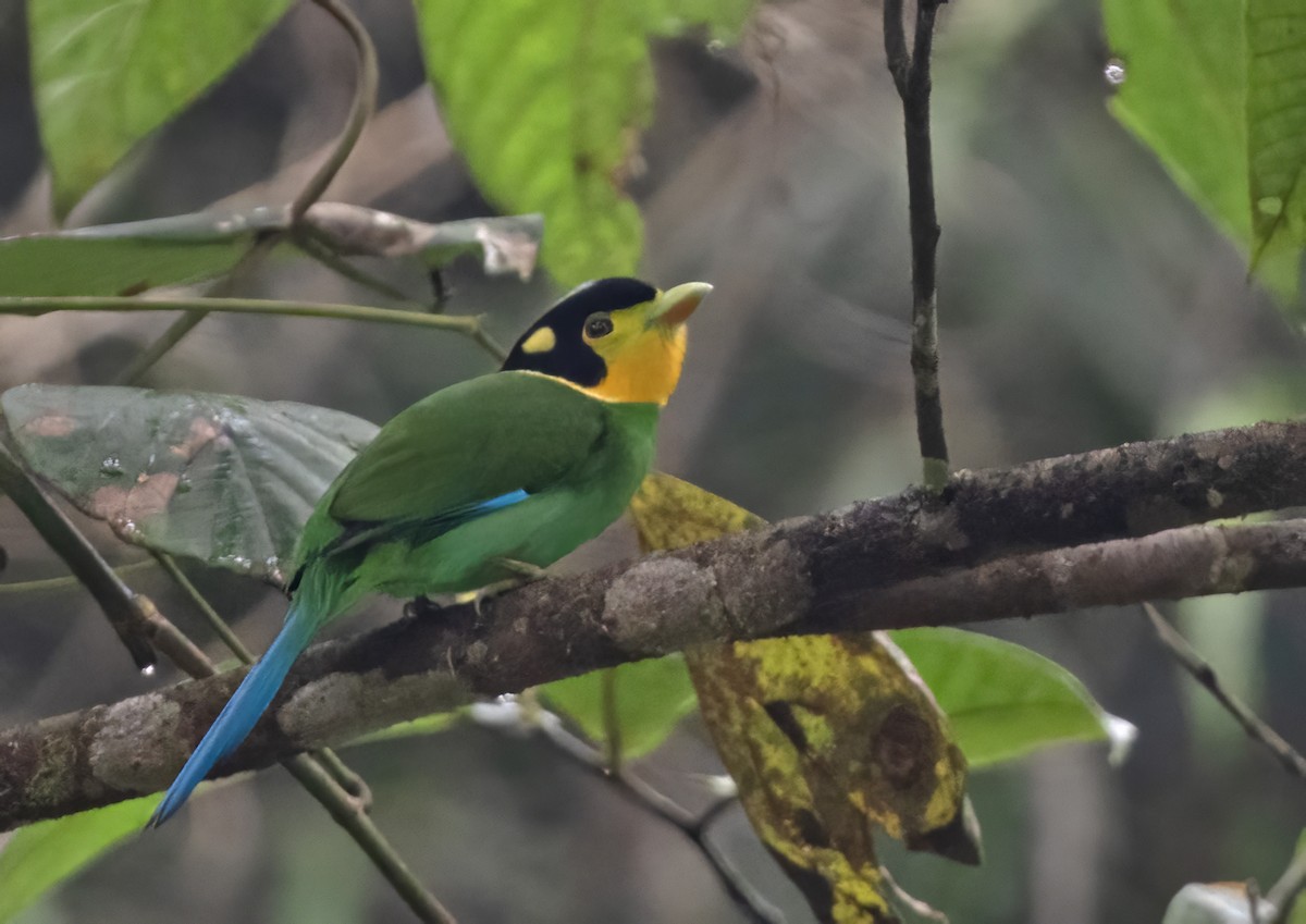 Long-tailed Broadbill - ML617649619