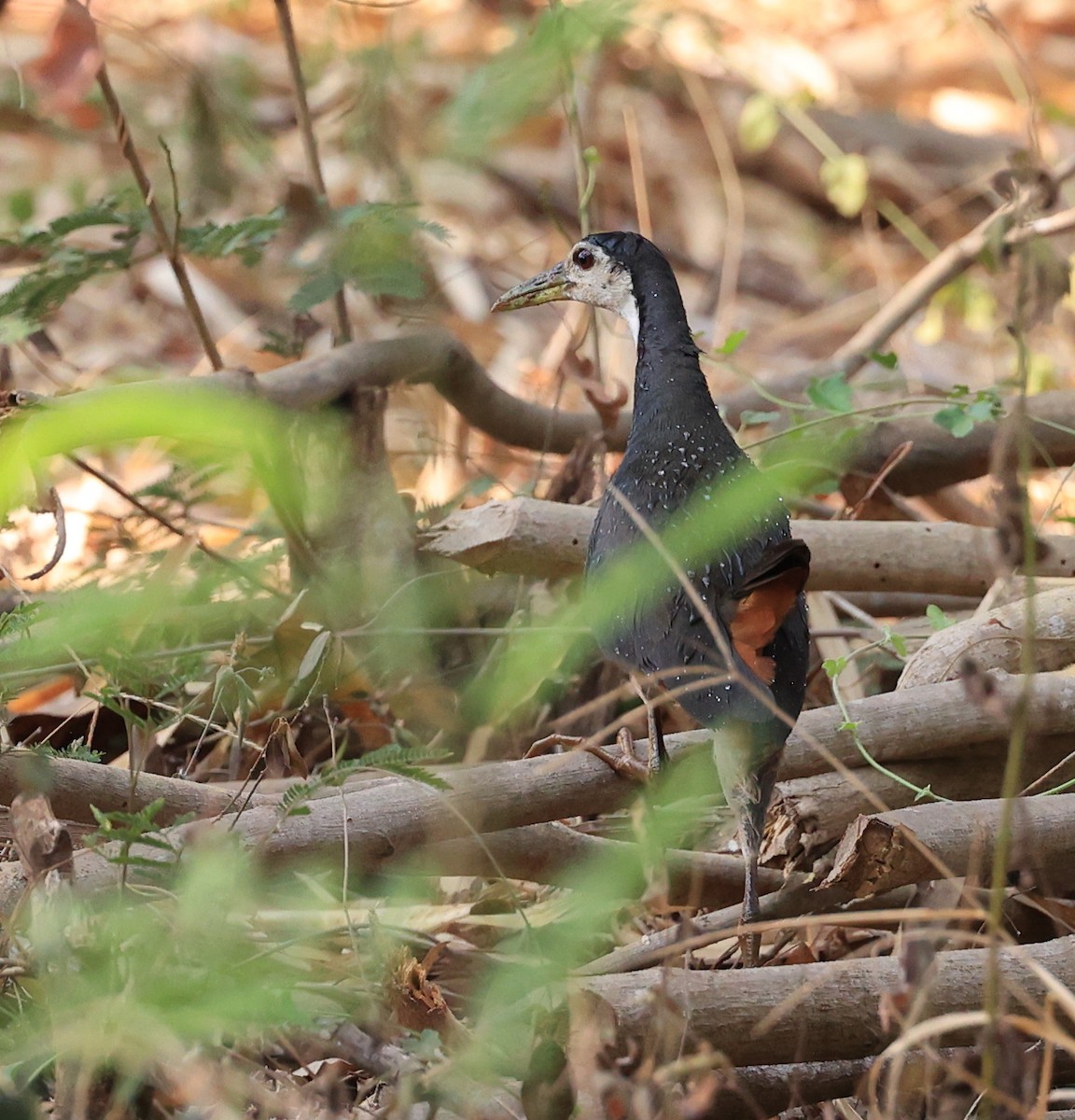 White-breasted Waterhen - ML617649622