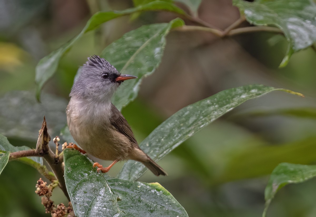 Yuhina à menton noir - ML617649645