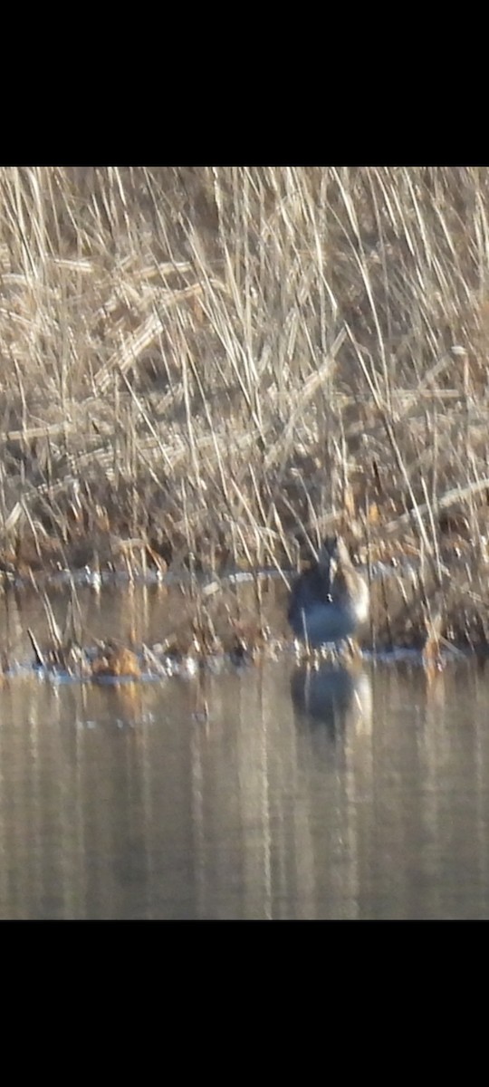 Wilson's Snipe - ML617649648