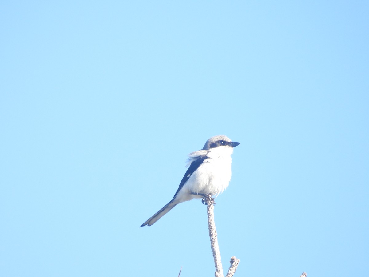 Loggerhead Shrike - ML617649656