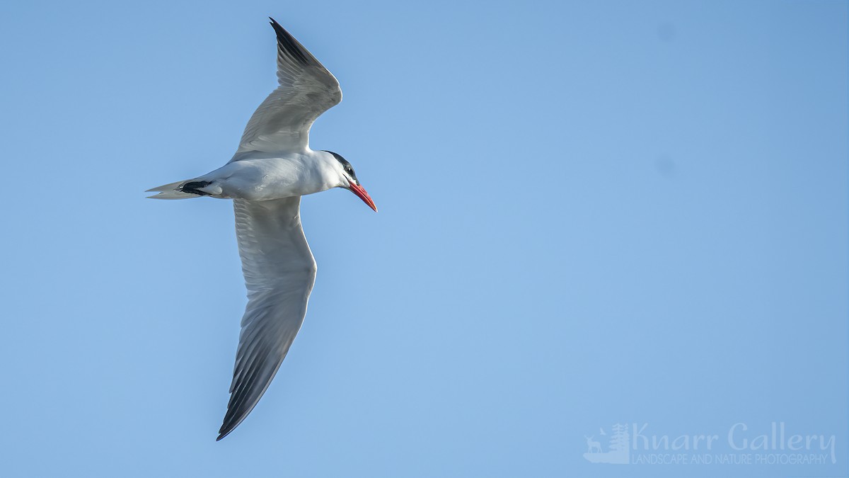 Caspian Tern - Daryl Knarr