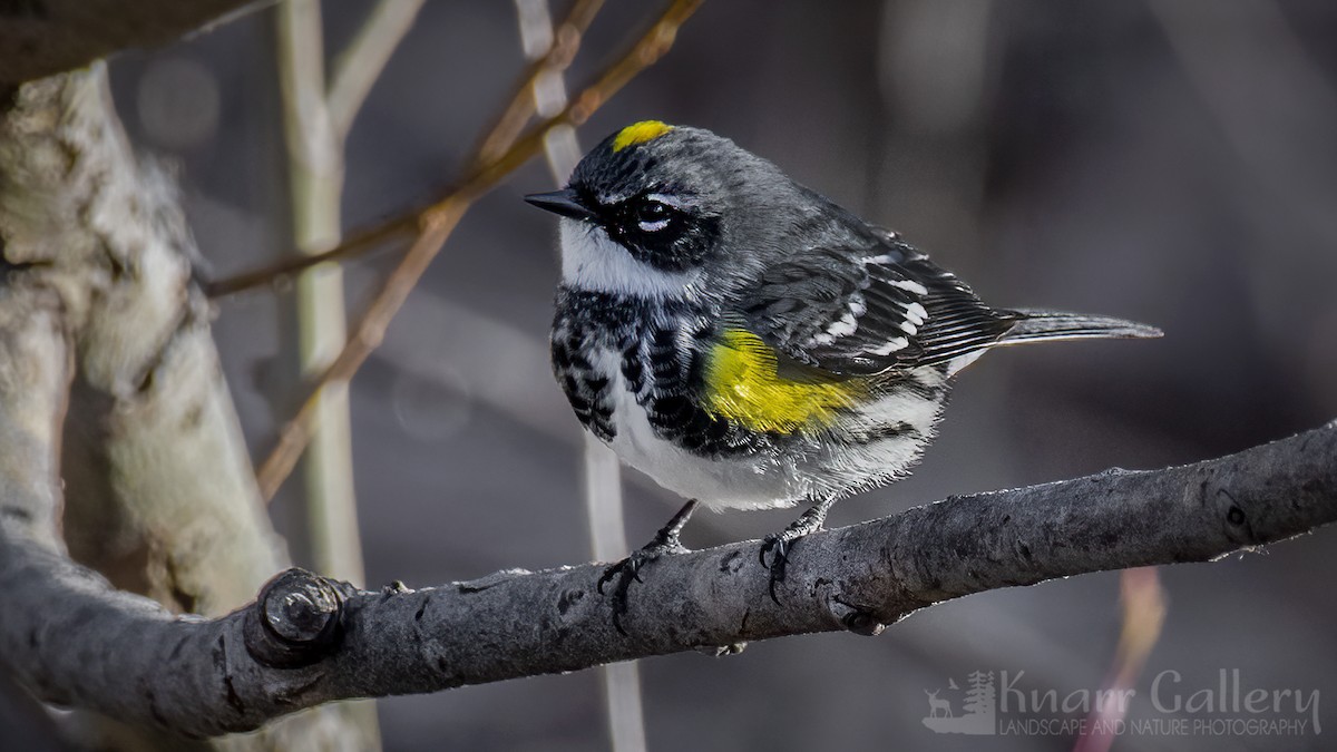 Yellow-rumped Warbler - Daryl Knarr