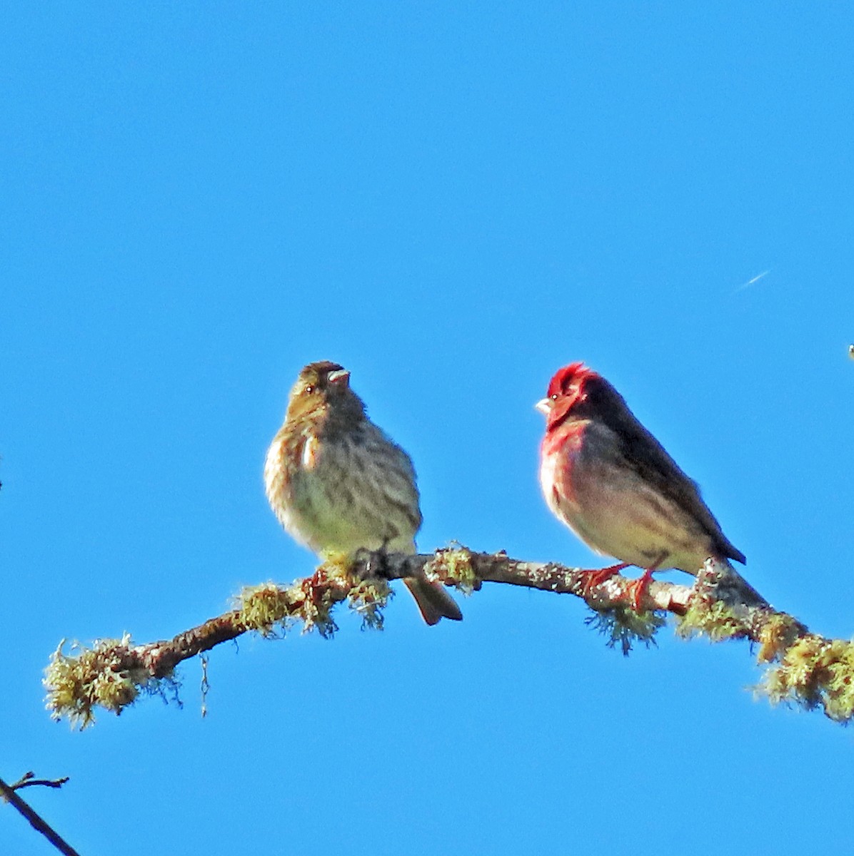 Purple Finch - ML617649714