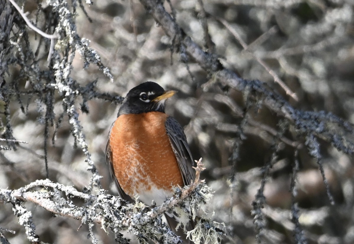 American Robin - ML617649715