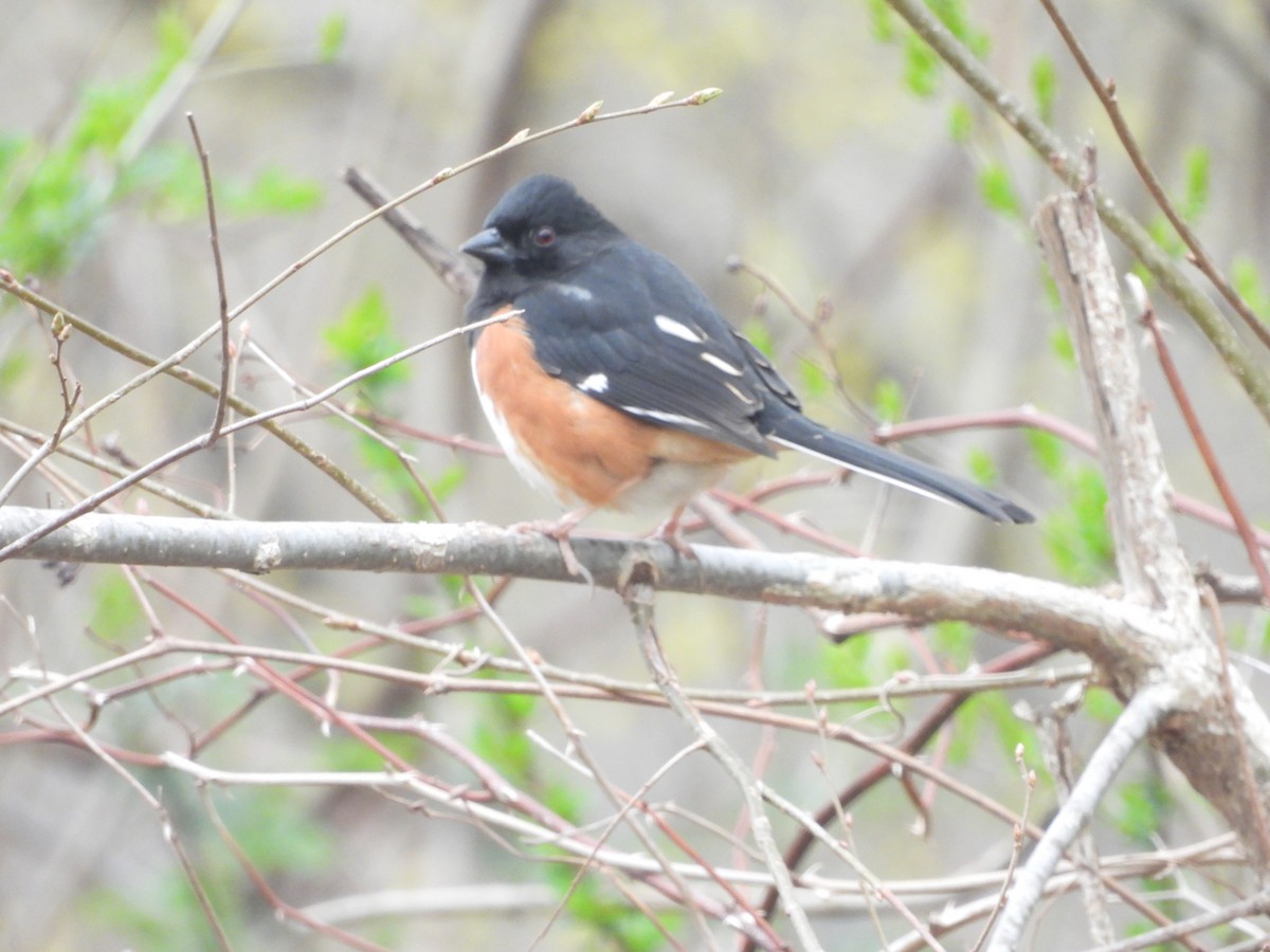 Eastern Towhee - ML617649718