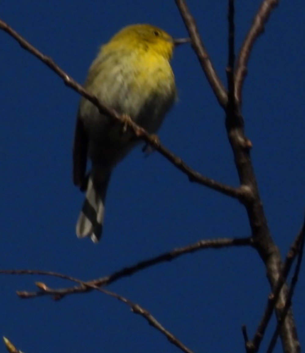 Pine Warbler - ML617649731