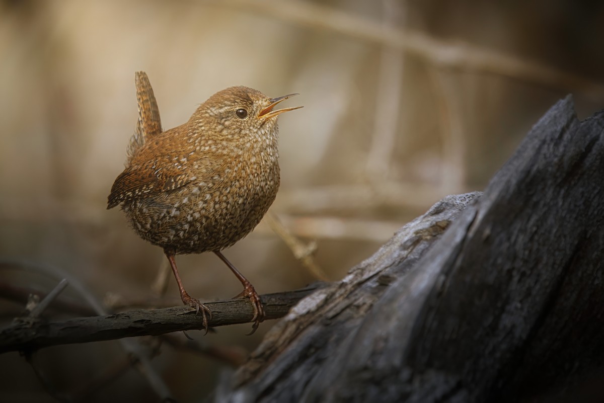 Winter Wren - ML617649742