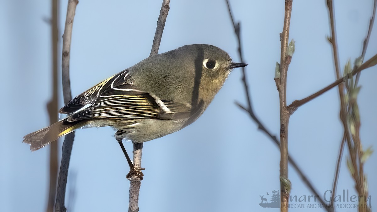 Ruby-crowned Kinglet - Daryl Knarr