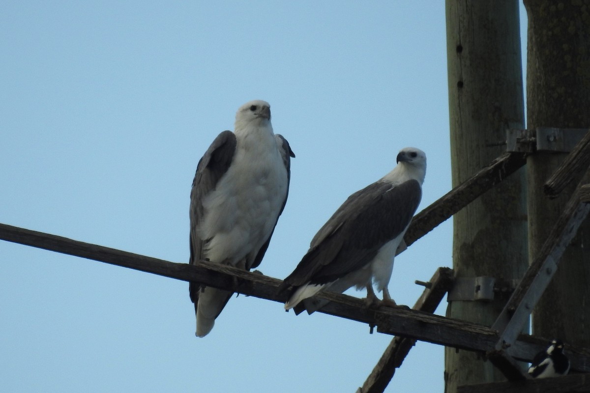 White-bellied Sea-Eagle - Dirk Tomsa