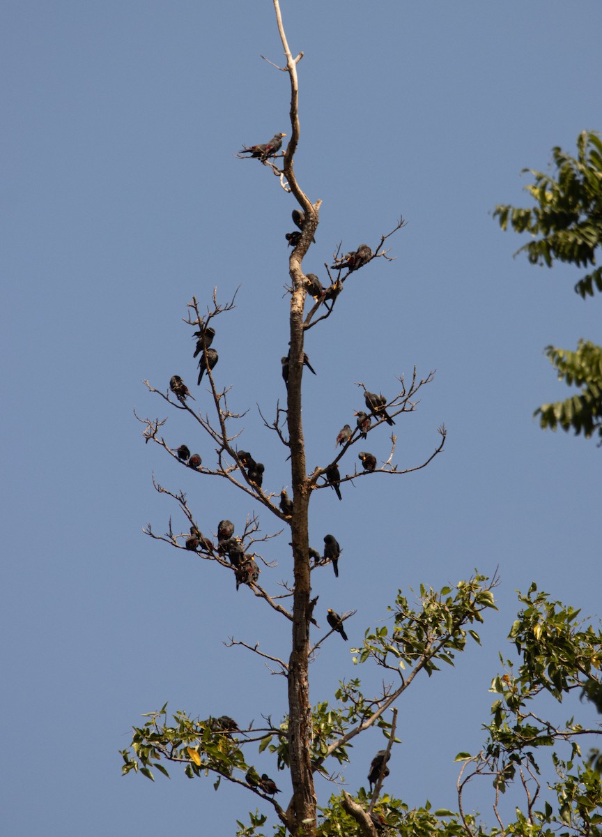 Finch-billed Myna - ML617649769