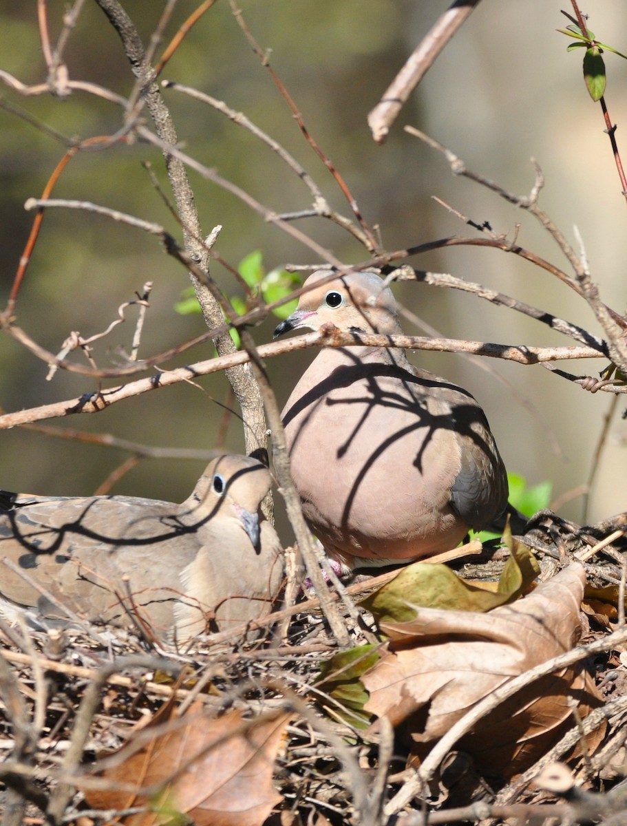 Mourning Dove - kye jenkins